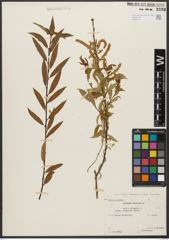 Foto von Salix triandra subsp. triandra L.